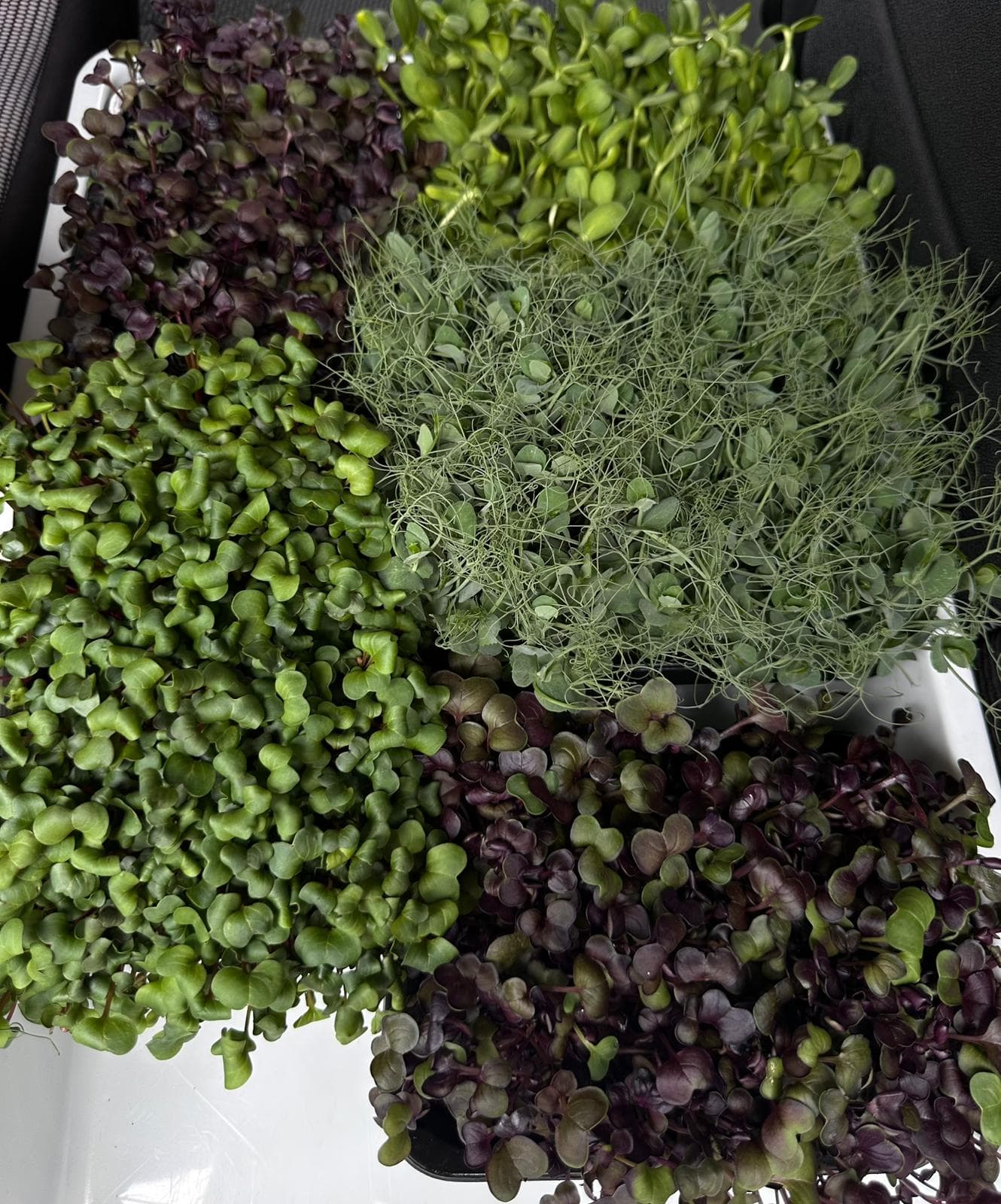 Microplante de broccoli