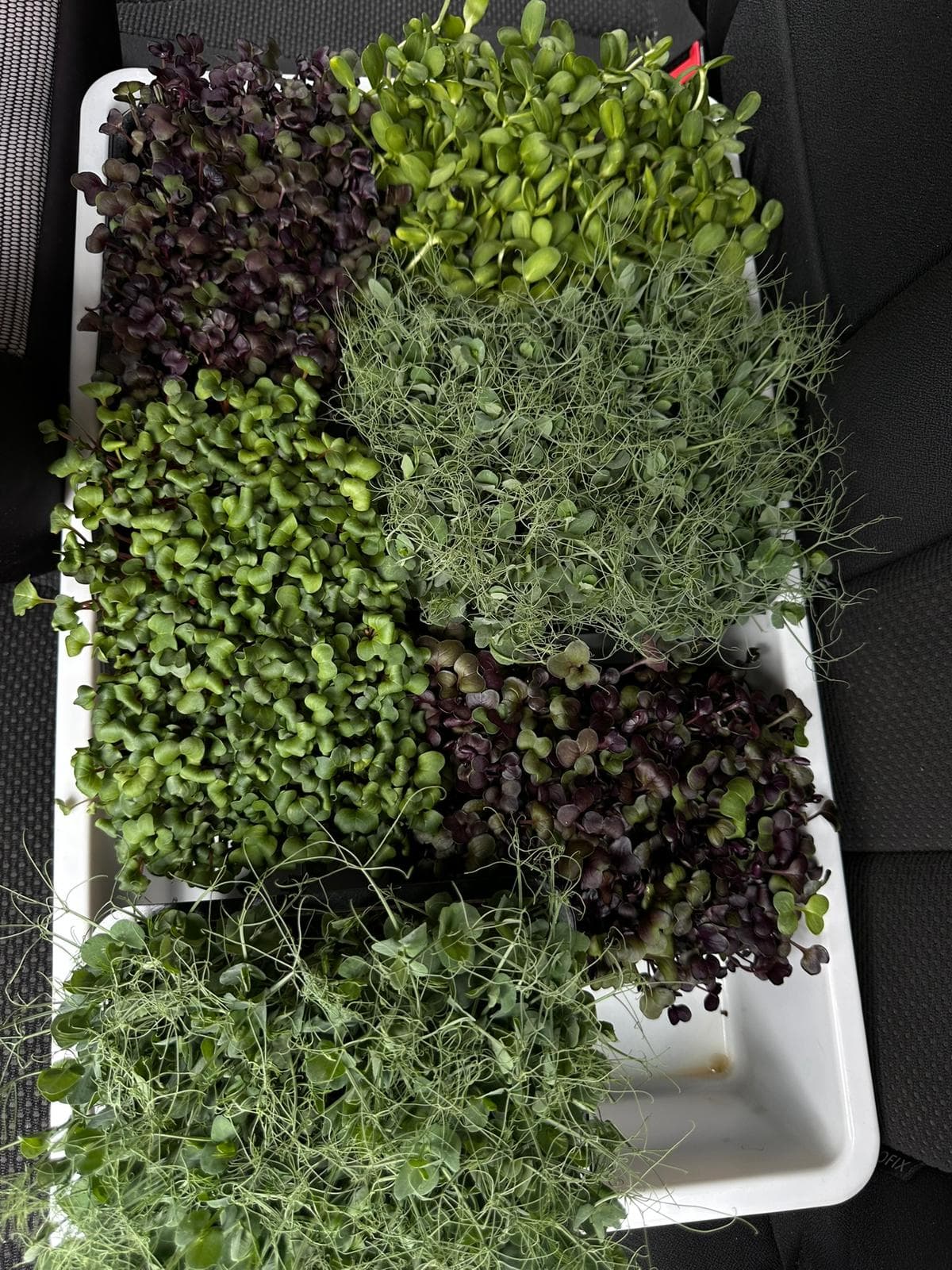 Microplante de floarea-soarelui