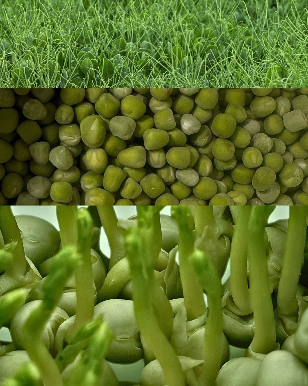 Microplante de chia