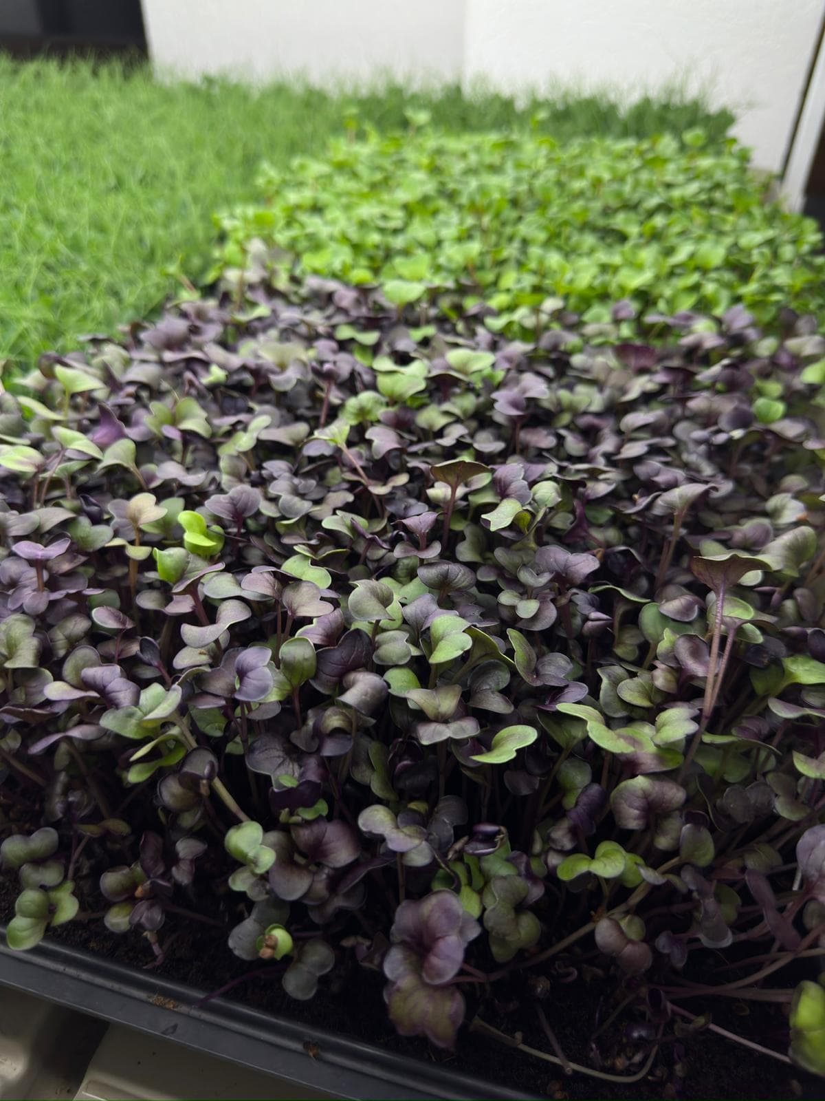 Microplante de mizuna (salată japoneză)